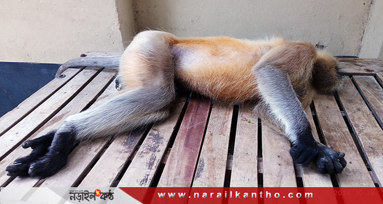 নড়াইলে বিদ্যুৎস্পৃষ্ট হয়ে হনুমানের মৃত্যু!