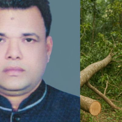 শাহাবাদে সরকারি গাছ চুরি, চেয়ারম্যান অভিযুক্ত!