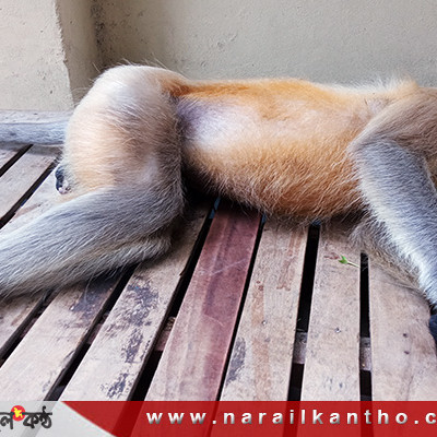 নড়াইলে বিদ্যুৎস্পৃষ্ট হয়ে হনুমানের মৃত্যু!