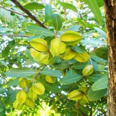 অর্জুন বৃক্ষ: প্রকৃতির হৃদরক্ষক ও পরিবারের প্রাকৃতিক চিকিৎসক