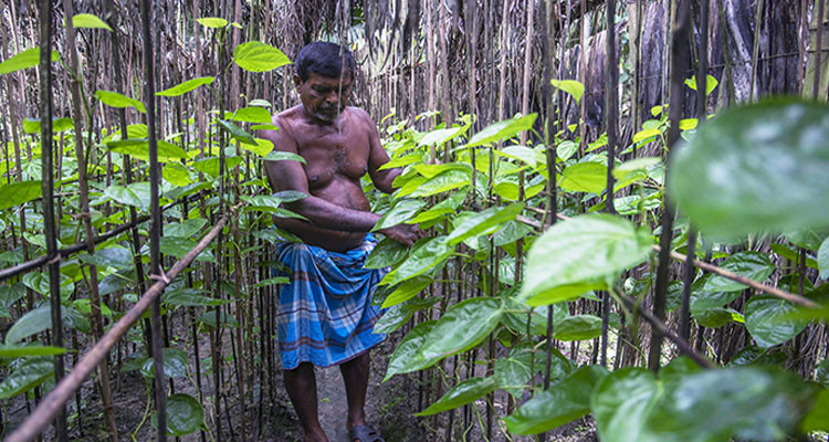 নড়াইলে তিন ইউনিয়নের চাষীদের ঝোঁক এখন পান চাষে