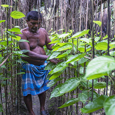 নড়াইলে তিন ইউনিয়নের চাষীদের ঝোঁক এখন পান চাষে