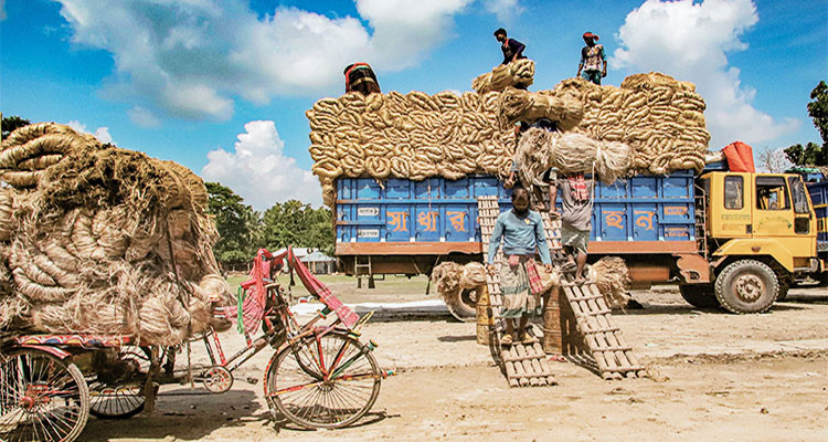 পাটের বাজার ধস, নড়াইলে অনিশ্চয়তায় পাট চাষীরা