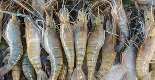 চিংড়ির উৎপাদন বাড়লেও খরচ তুলতে হিমশিম চাষিদের