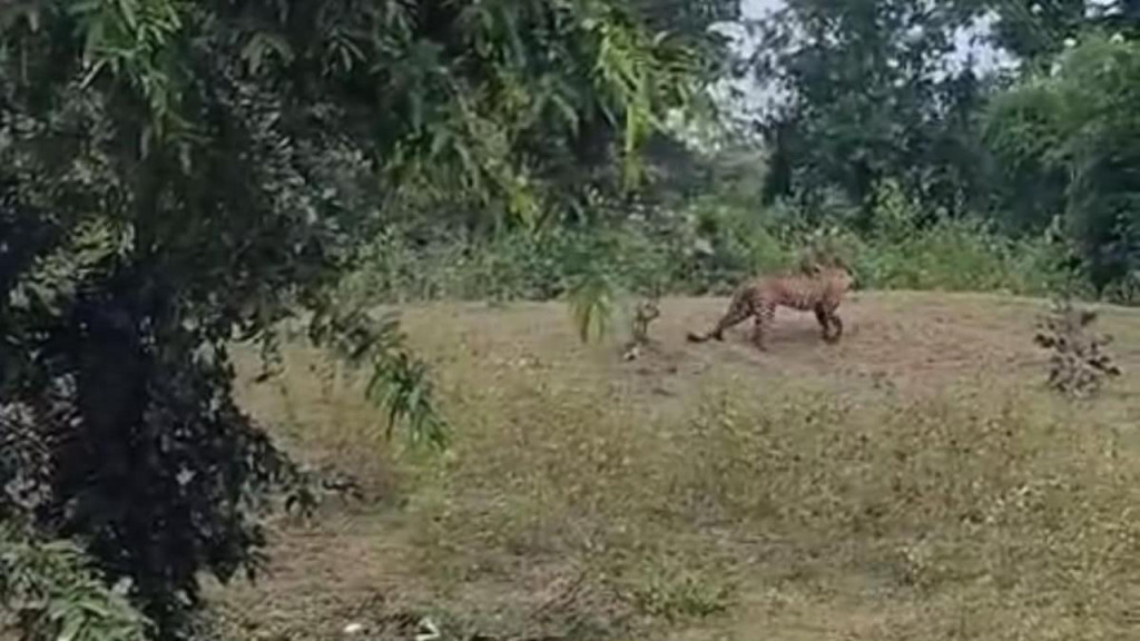 চিতাবাঘের সঙ্গে মজা করতে গিয়ে ভয়াবহ বিপদে তিন যুবক (ভিডিও)