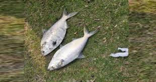 নোয়াখালীতে পুকুরে ধরা পড়ল ১০ রুপালি ইলিশ