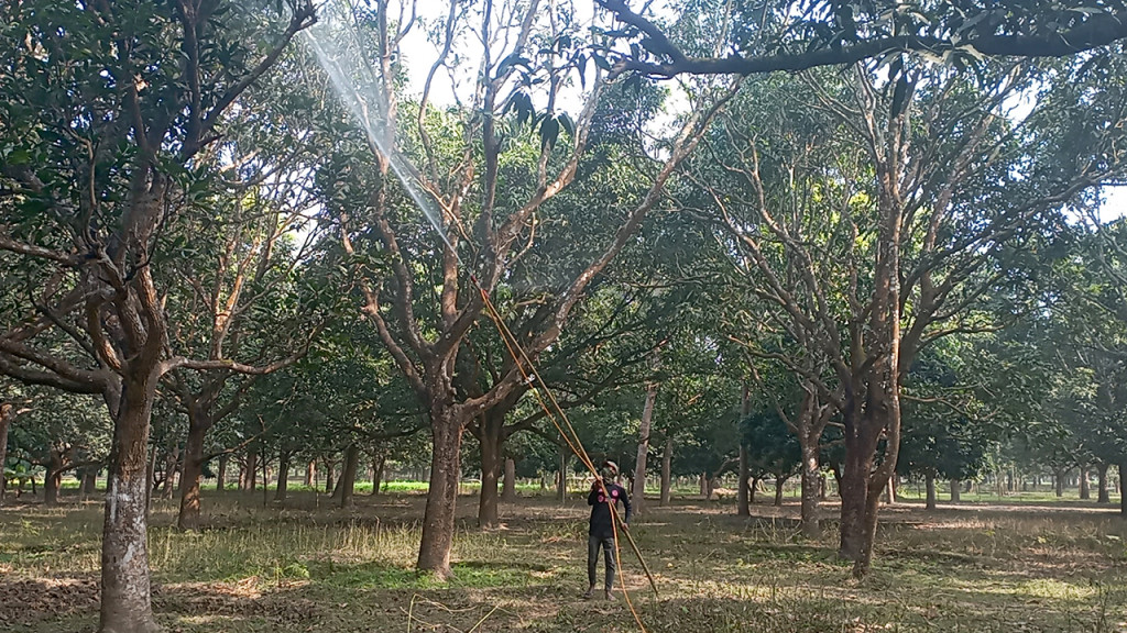 আগাম পরিচর্যায় ব্যস্ত চাঁপাইনবাবগঞ্জের আম চাষিরা