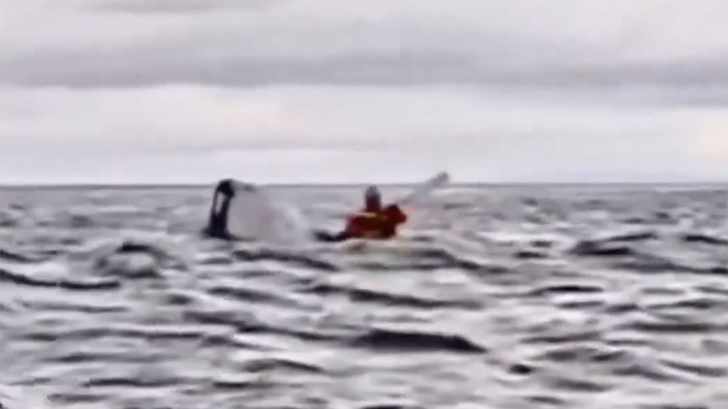 যুবককে গিলে আবার ছেড়ে দিলো, জানালেন তিমির ভেতর থাকার অভিজ্ঞতা