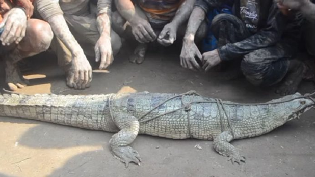 চিত্রা নদীতে ধরা পড়ল বিরল প্রজাতির ঘড়িয়াল