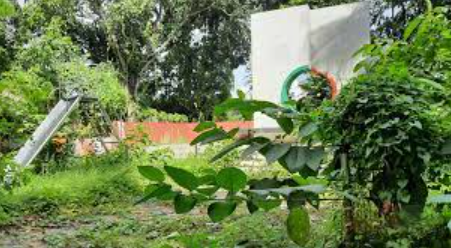 আগাছায় ঢাকা পড়েছে নড়াইলের মুক্তিযোদ্ধা স্মৃতি জাদুঘর