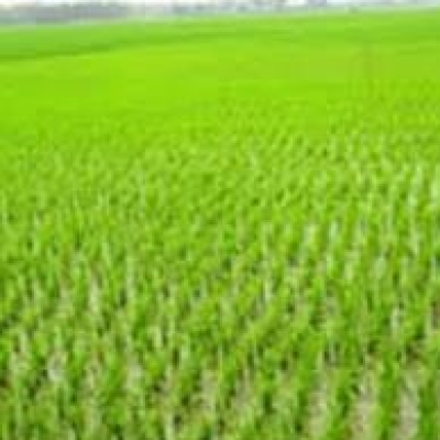 নড়াইলে ৫০ হাজার হেক্টর জমিতে ইরি-বোরো চাষের লক্ষ্যমাত্রা নির্ধারণ