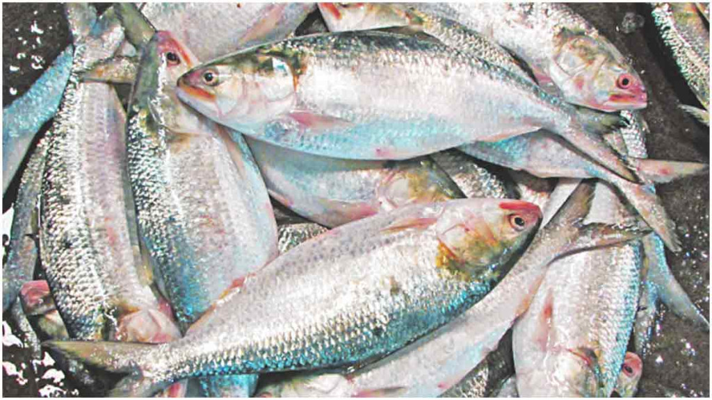 ‘নকল’ ইলিশে ছেয়ে গেছে পশ্চিমবঙ্গের বাজার, বাংলাদেশের বলে বিক্রি