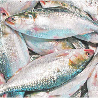 ‘নকল’ ইলিশে ছেয়ে গেছে পশ্চিমবঙ্গের বাজার, বাংলাদেশের বলে বিক্রি