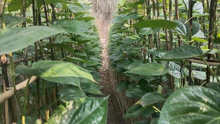 নড়াইলের চাহিদা মিটিয়ে পান যাচ্ছে বিভিন্ন জেলায়
