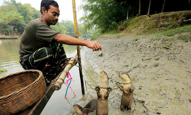 নড়াইলে ভোঁদড়ে মাছ শিকারে চলে ৪০ পরিবার