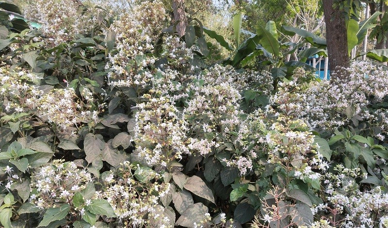 নড়াইলে পথে পথে মুগ্ধতা ছড়াচ্ছে ভাঁট ফুল