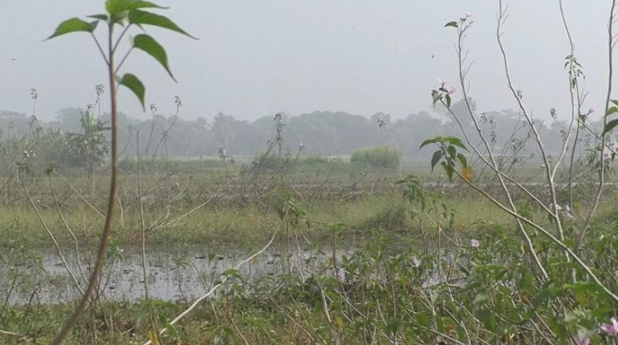 দখল-দূষণের কবলে নড়াইলের ইছামতী বিল