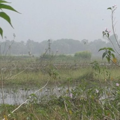 দখল-দূষণের কবলে নড়াইলের ইছামতী বিল