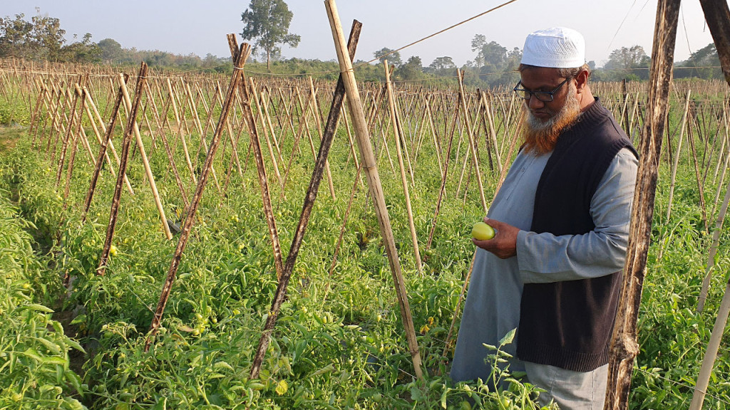 পাহাড়ের ঢালুতে টমেটো চাষ, অর্ধকোটি টাকা বিক্রির আশা কৃষক সাঈদের