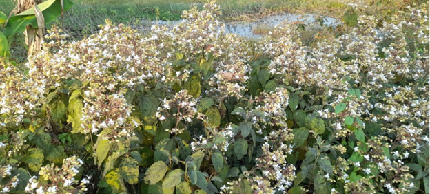 নড়াইলে মেঠো পথে মুগ্ধতা ছড়াচ্ছে অপরূপ ভাঁট ফুল