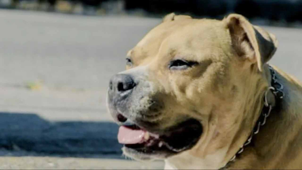 পোষা কুকুরের কামড়ে অণ্ডকোষ হারালেন ব্রিটিশ যুবক