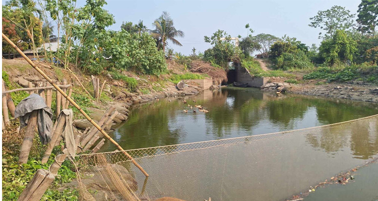 কোটালীপাড়ায় সরকারি খাল দখল করে মাছের চাষ, নষ্ট হচ্ছে আবাদি জমি, ধসে পড়ছে ভিটাবাড়ী