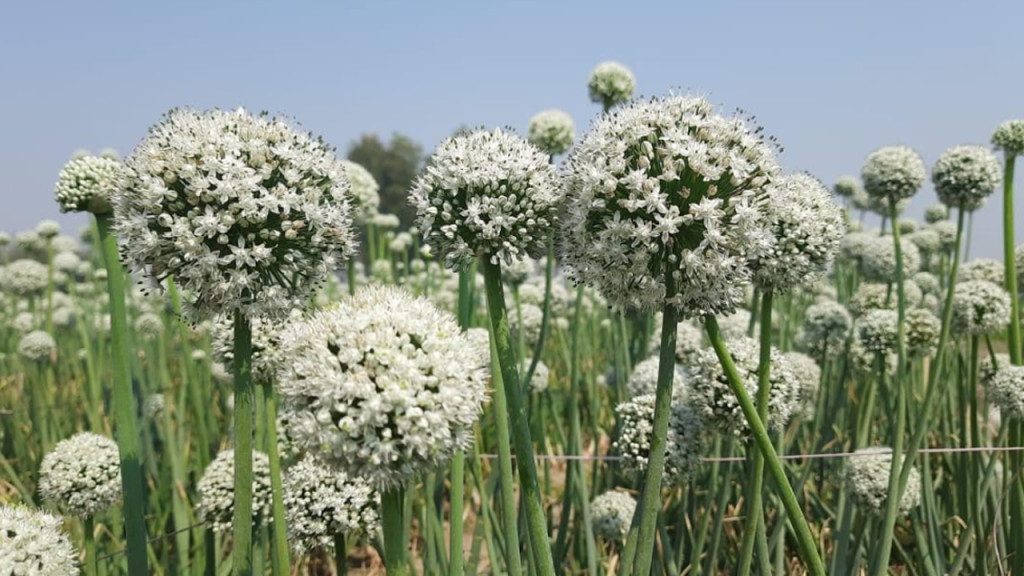 ঠাকুরগাঁওয়ে ২৩ কোটি টাকার ‘কালো সোনা’ উৎপাদনের সম্ভাবনা