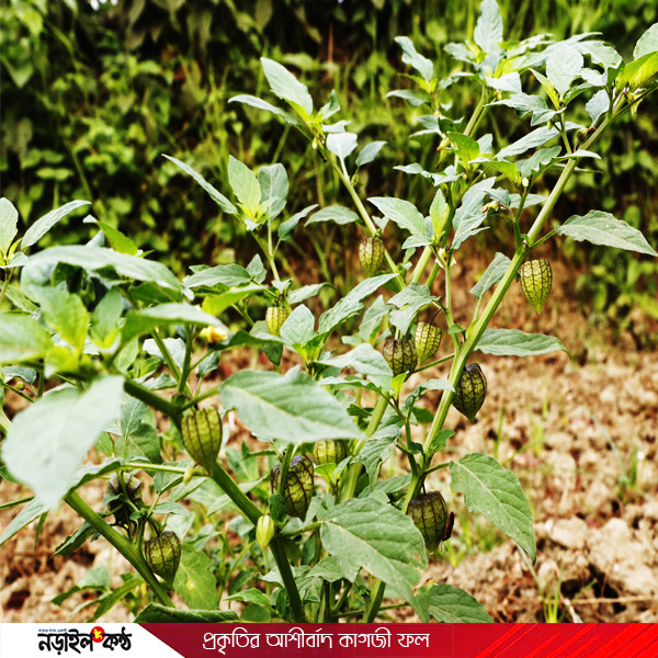 প্রাকৃতিক ওষুধ ঘরে ঘরেই! ‘আগাছা’ নয়, এই গাছটির ঔষধি গুণ জানলে অবাক হবেন আপনি!