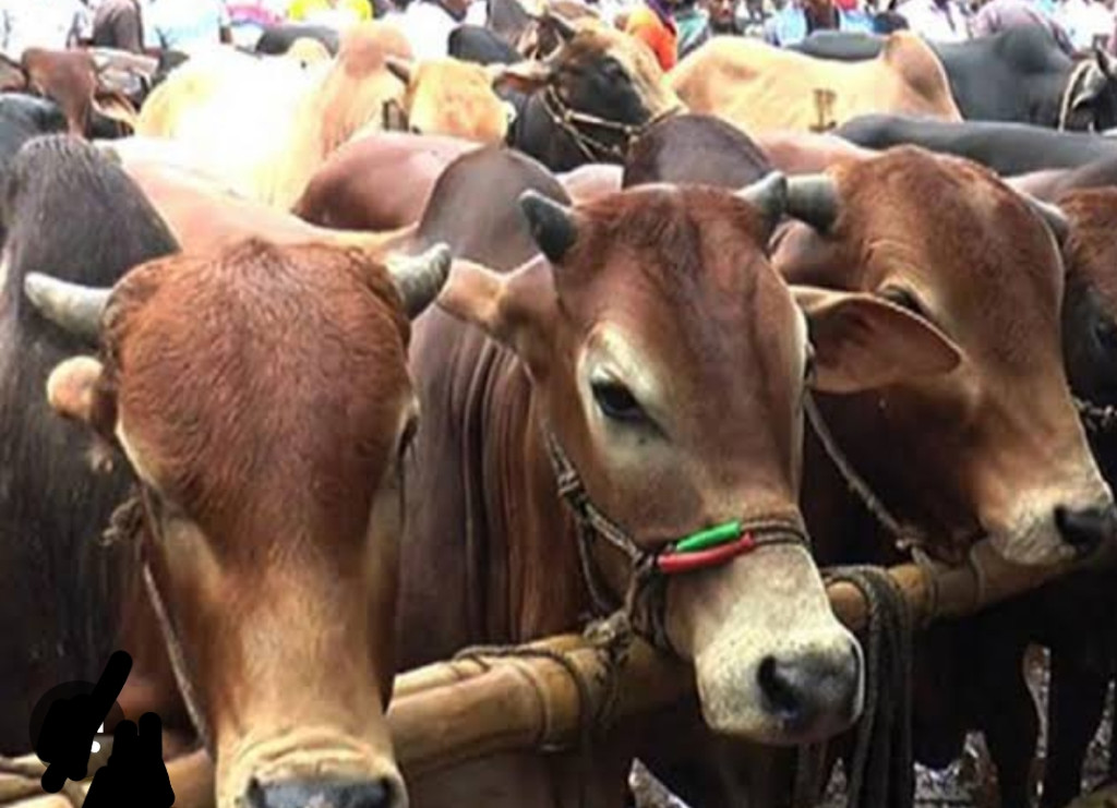 যেভাবে হবে কোরবানির পশুর হাটে ক্যাশলেস লেনদেন