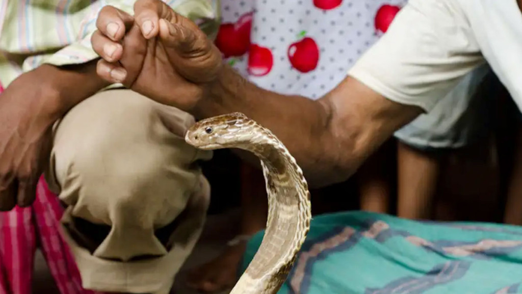 খেলা দেখানোর সময় সাপের কামড়ে প্রাণ গেল সাপুড়ের