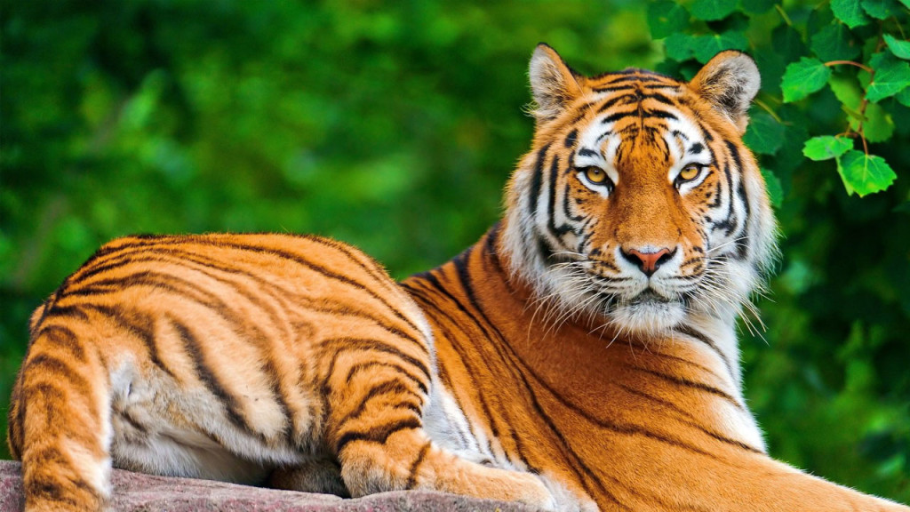 খাল থেকে বাঘের ভাসমান মরদেহ উদ্ধার