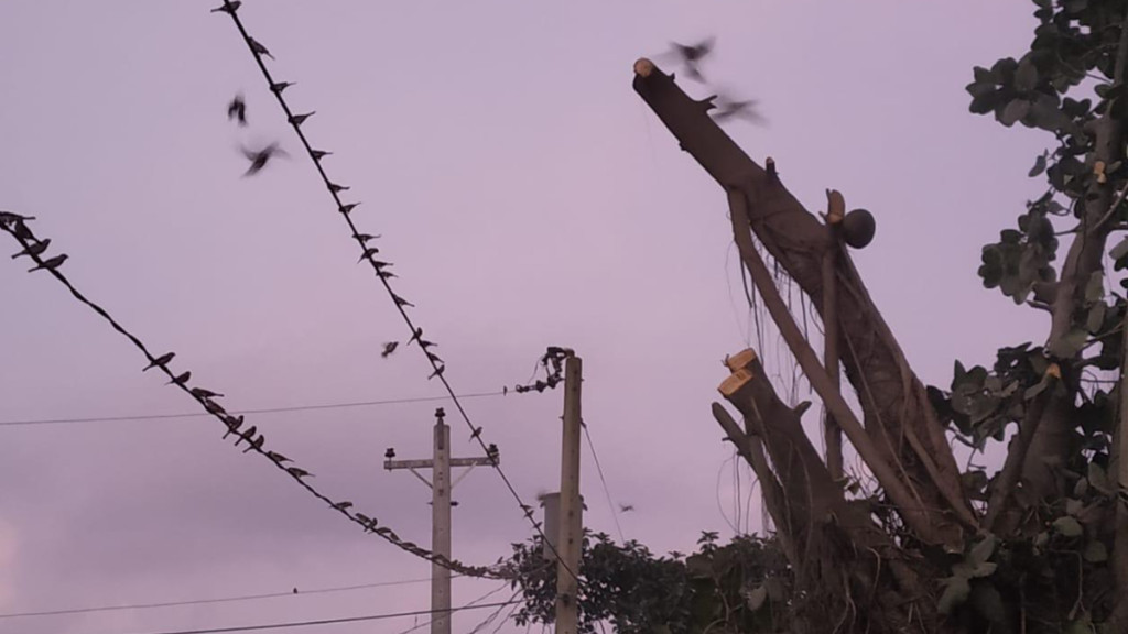 পল্লী বিদ্যুতের দায়ের কোপে আশ্রয় হারাল হাজারো পাখি