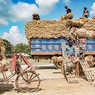 পাটের বাজার ধস, নড়াইলে অনিশ্চয়তায় পাট চাষীরা