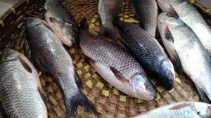 মাছের বাজারে অস্বস্তি কাটছে না ক্রেতাদের