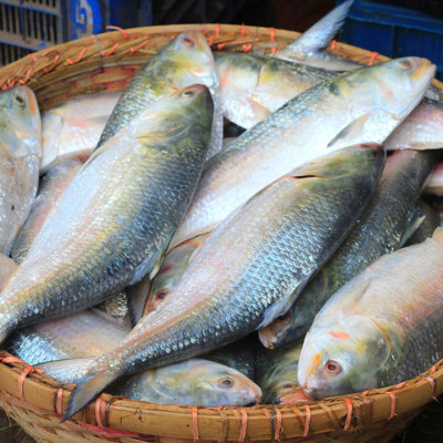 দুর্গাপূজায় ইলিশ চেয়ে বাংলাদেশ সরকারের কাছে পশ্চিমবঙ্গের ব্যবসায়ীদের চিঠি