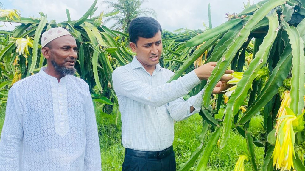 ‘ধান চাষ করে পেতাম ৩ হাজার টাকা, ড্রাগন চাষে আসে ২ লাখ’