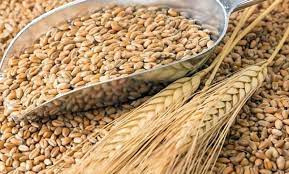 আরো ৫০ হাজার মে. টন গম আমদানি হচ্ছে