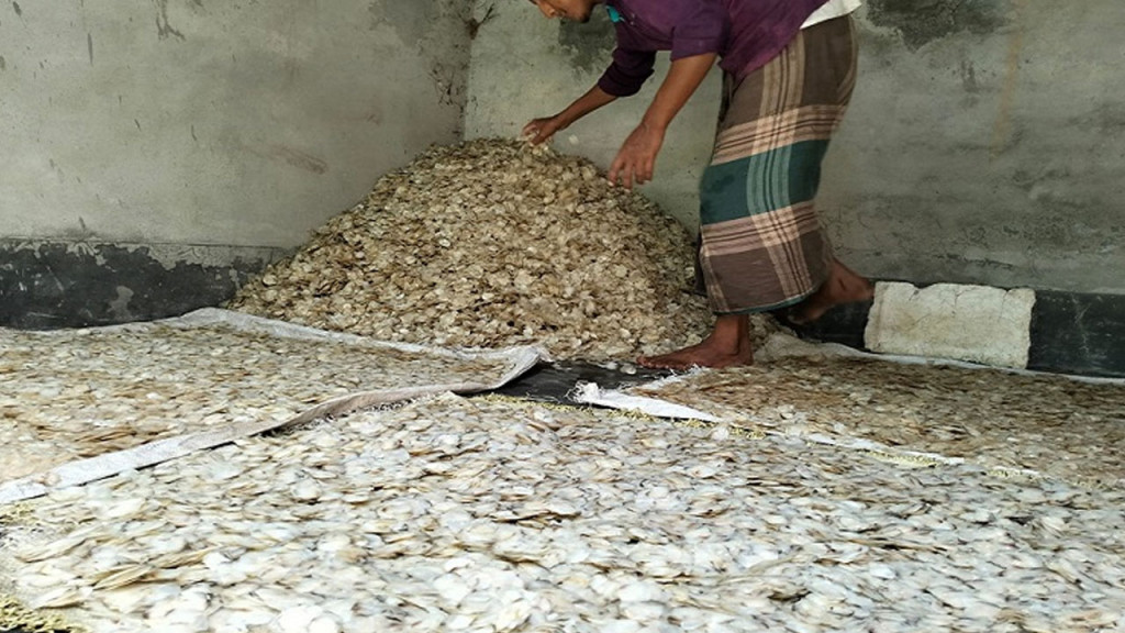 অভিনব এক ব্যবসা— মাছের আঁশ রপ্তানি