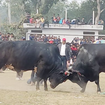 সুলতান মেলায় ঐতিহ্যবাহী ষাঁড়ের লড়াই