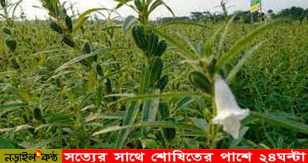 নড়াইলে তিলের বাম্পার ফলনের সম্ভাবনা