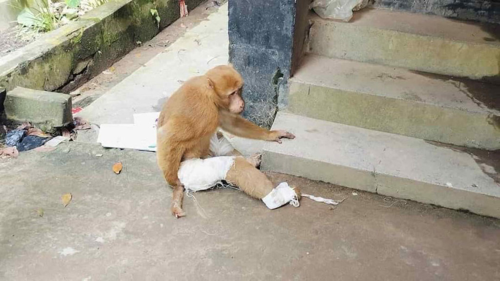 চিকিৎসা নিতে হাসপাতালে আসা বানরটিকে বাঁচানো গেল না