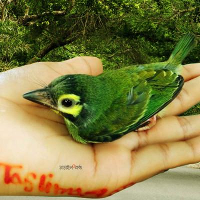 সবুজ বসন্তবৌরি: প্রকৃতির নিঃশব্দ সংগীতশিল্পী