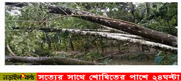 নড়াইলে ঝড়ো হাওয়ায় গাছের ডাল ভেঙে নারীর মৃত্যু