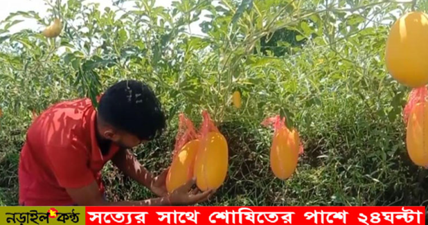 নড়াইলে অসময়ে তরমুজ চাষে সফলতা
